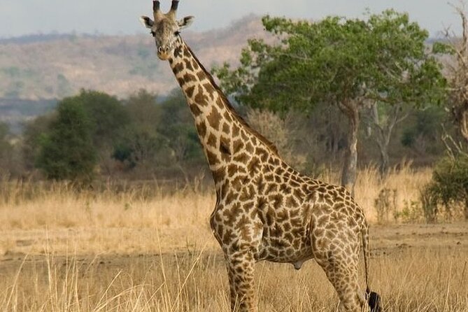 Mikumi National Park 3 Day Tour - My booking verdict for Mikumi