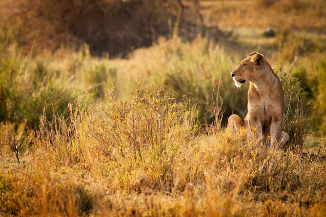 MIKUMI NATIONAL PARK - 3 Days - Key points to know before booking