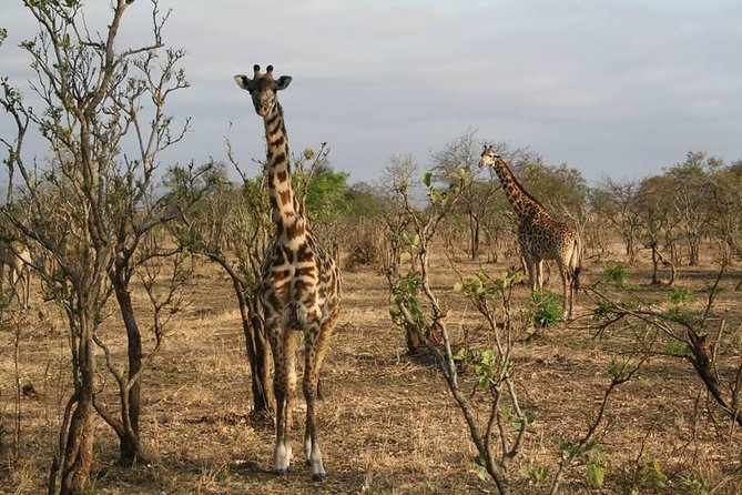MIKUMI NATIONAL PARK - 3 Days - Day one: five hours to Mikumi and an afternoon game drive
