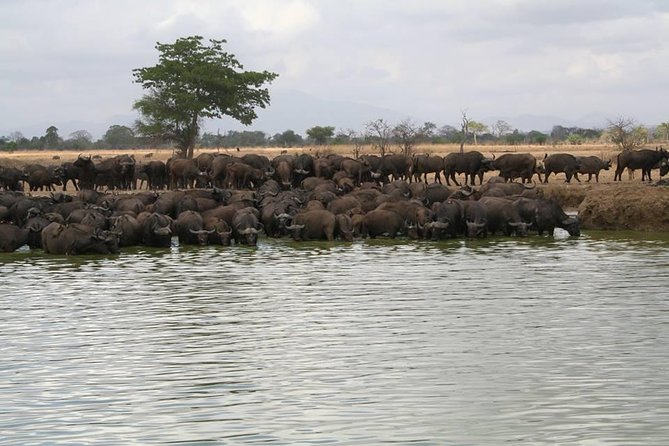 MIKUMI NATIONAL PARK - 3 Days - Day two: the main seven-hour wildlife day