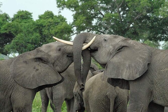 Mikumi National Park Day Trip - Key points to know before booking