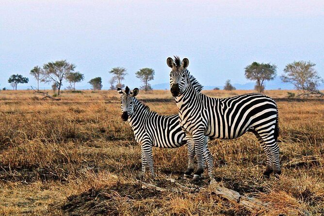 Mikumi National Park Day Trip - Mikumi’s open grasslands and easy animal spotting