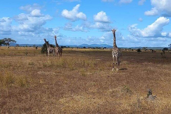 Mikumi National Park Day Trip - What the 4x4 game drive feels like
