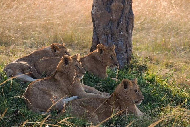 Mikumi National Park Day Trip - Guides who make the animals easier to understand