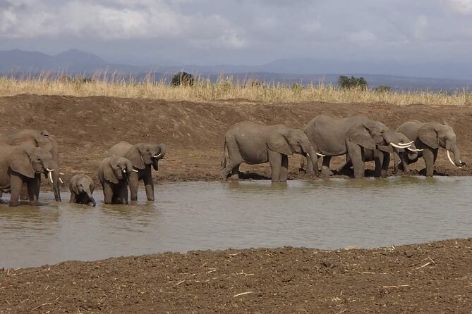 Mikumi National Park Day Trip - Is $520 good value?