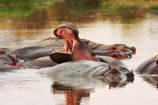 Mikumi National Park Day Trip by Train From Dar Es Salaam - Key points to know before booking