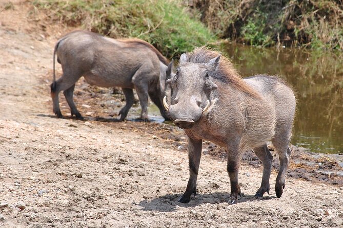 Mikumi National Park Day Trip by Train From Dar Es Salaam - Why Mikumi works for a one-day safari