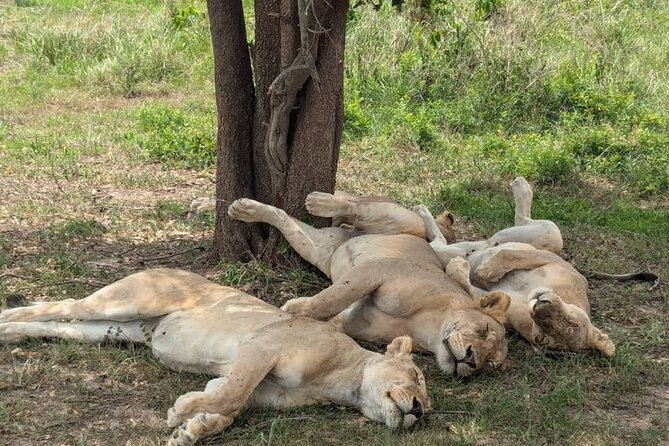 Mikumi National Park Day Trip by Train From Dar Es Salaam - Hussein and the private-tour format