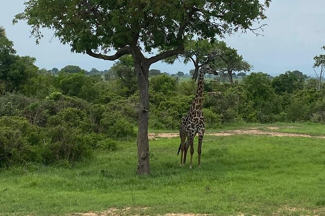 Mikumi National Park Day Trip by Train From Dar Es Salaam - Who should book this Mikumi day trip