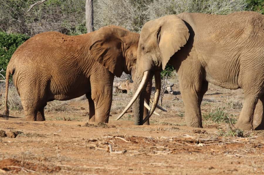 Mikumi National Park Day Visit - Key points before you book