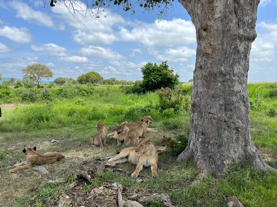 Mikumi National Park Day Visit - Why Mikumi works well as a Zanzibar side trip