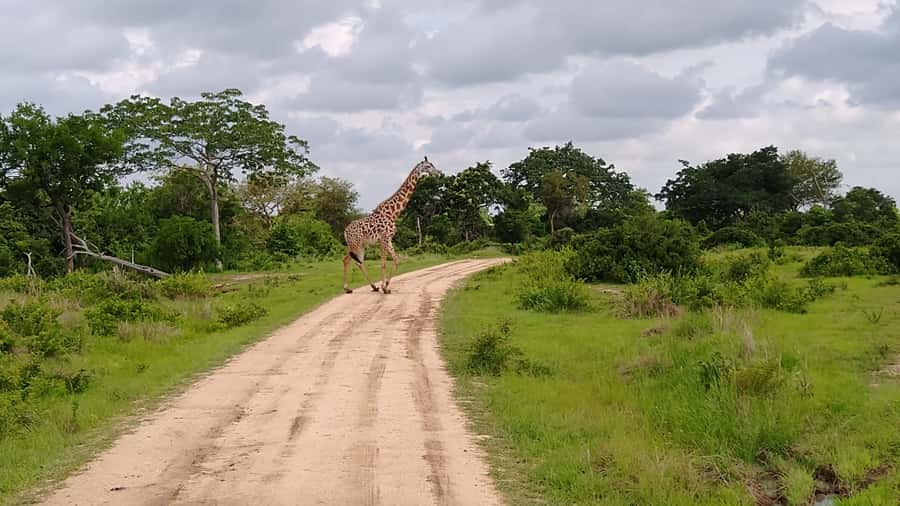 Mikumi National Park Day Visit - Returning to Zanzibar by late afternoon