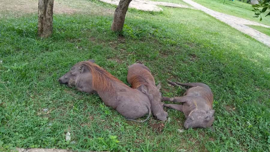 Mikumi National Park Day Visit - Who should book this safari?