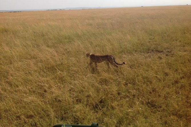 Mikumi national park full day tour from Dar es sallam - The 5:00 am pickup from your Dar es Salaam hotel