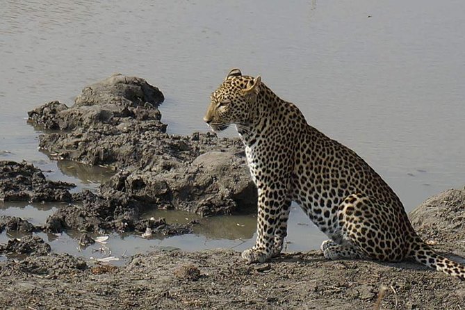 Mikumi National Park in a Day - A Day Tour from Morogoro - Why Mikumi works as a one-day safari from Morogoro