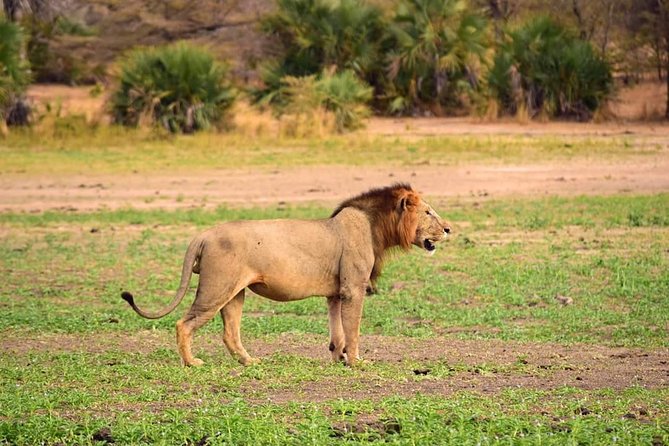 Mikumi National Park in a Day - A Day Tour from Morogoro - The guides and the human side of the trip