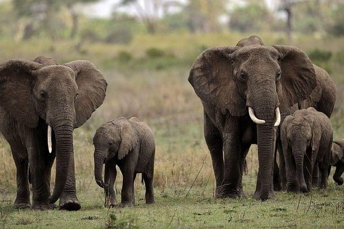 Mikumi National Park in a Day - A Day Tour from Morogoro - Entering Mikumi National Park for the morning drive
