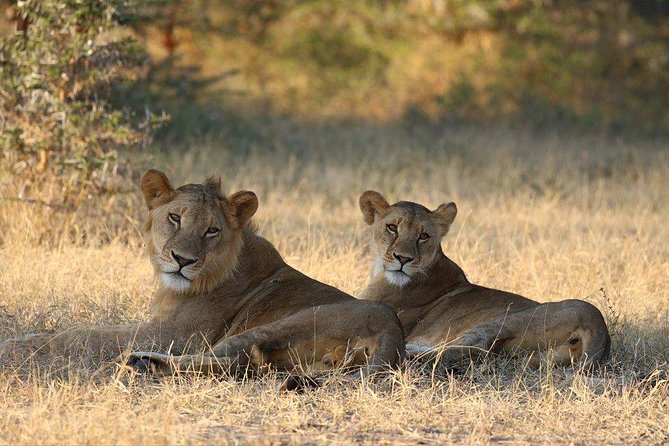 Mikumi Np Mid Range Tour 3 Days - Day 2: Ten hours among elephants, giraffes, and open grassland
