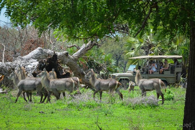 Mikumi Safari Tour: Day Trip Return Flight From Zanzibar - Why this Zanzibar to Mikumi flight makes sense