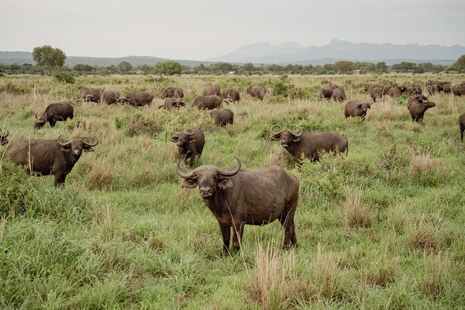 Mikumi Safari Tour: Day Trip Return Flight From Zanzibar - What the wildlife list means in practice