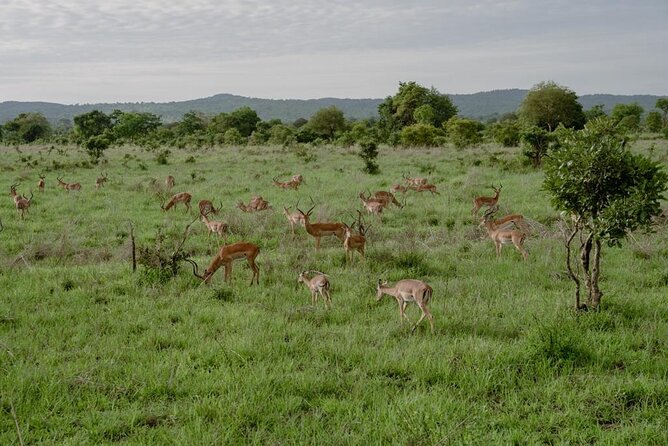 Mikumi Safari Tour: Day Trip Return Flight From Zanzibar - Small group size and vehicle comfort