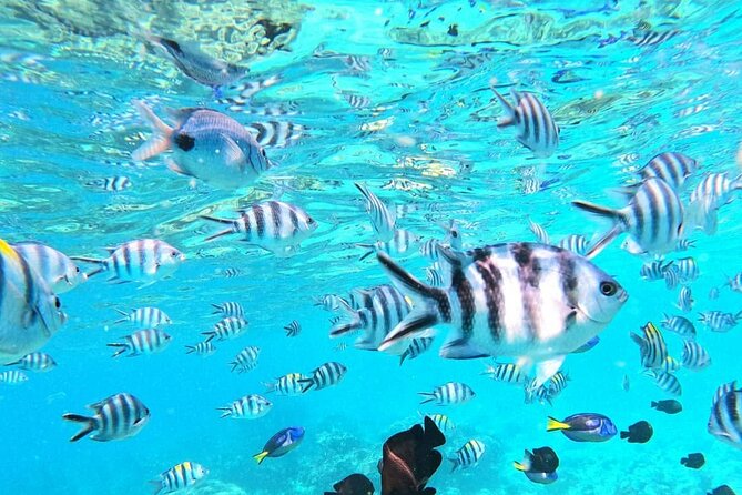 Mnemba Atoll - The guide can shape the whole morning