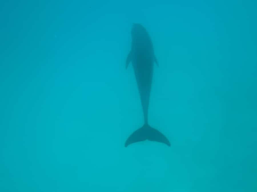Mnemba dolphin & snorkel: from matemwe, pwani, kwingwa, Uroa - Final verdict: book it for variety, not certainty