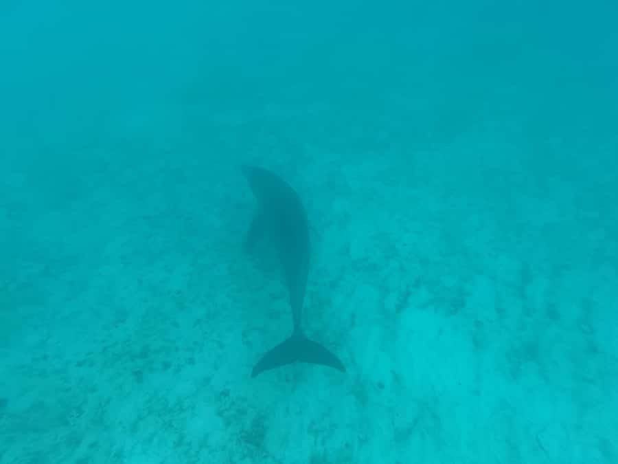 Mnemba dolphin & snorkel: from matemwe, pwani, kwingwa, Uroa - The sandbank depends entirely on the tide