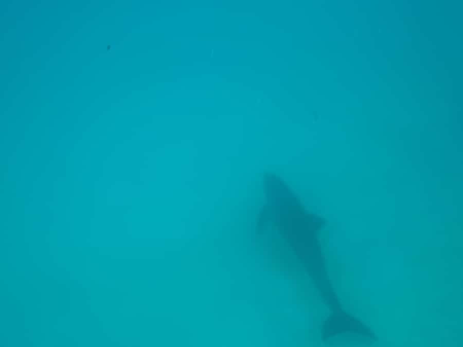 Mnemba dolphin & snorkel: from matemwe, pwani, kwingwa, Uroa - The guides are the strongest part of the operation