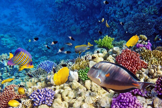 Mnemba Dolphin Tour, Clear Kayak, Cooking Class, Horse Riding - A sea-first start at Mnemba Island