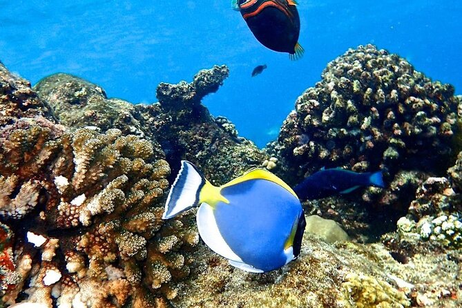 Mnemba Dolphin Tour, The Island Pongwe, Blue Lagoon, Starfish Tour, The Rock - Starfish Beach and Pingwe’s shallow water