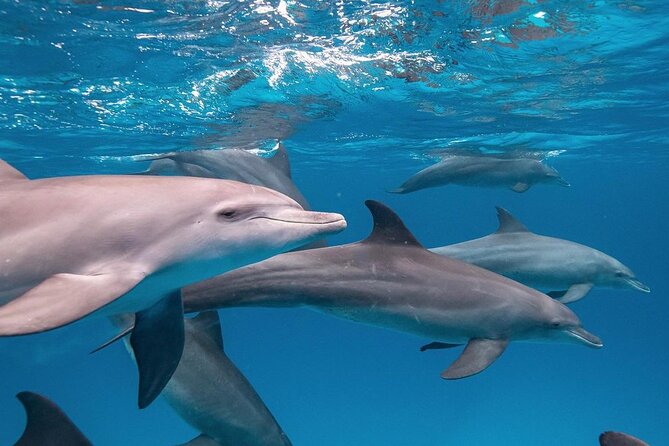 Mnemba Dolphin Tour, The Island Pongwe, Blue Lagoon, Starfish Tour, The Rock - Who will get the most from this $135 tour