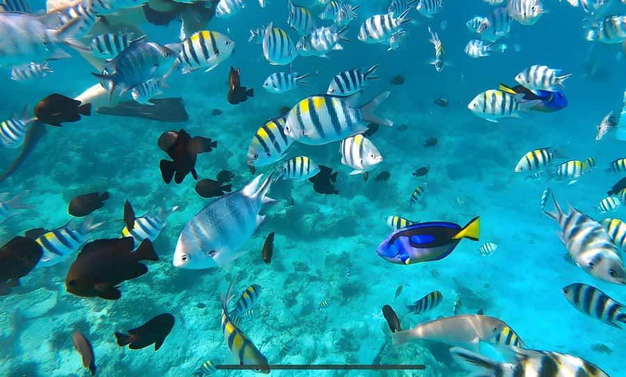 Mnemba Island: Dolphin Swim & Snorkeling with Optional Lunch - Key points to know before booking