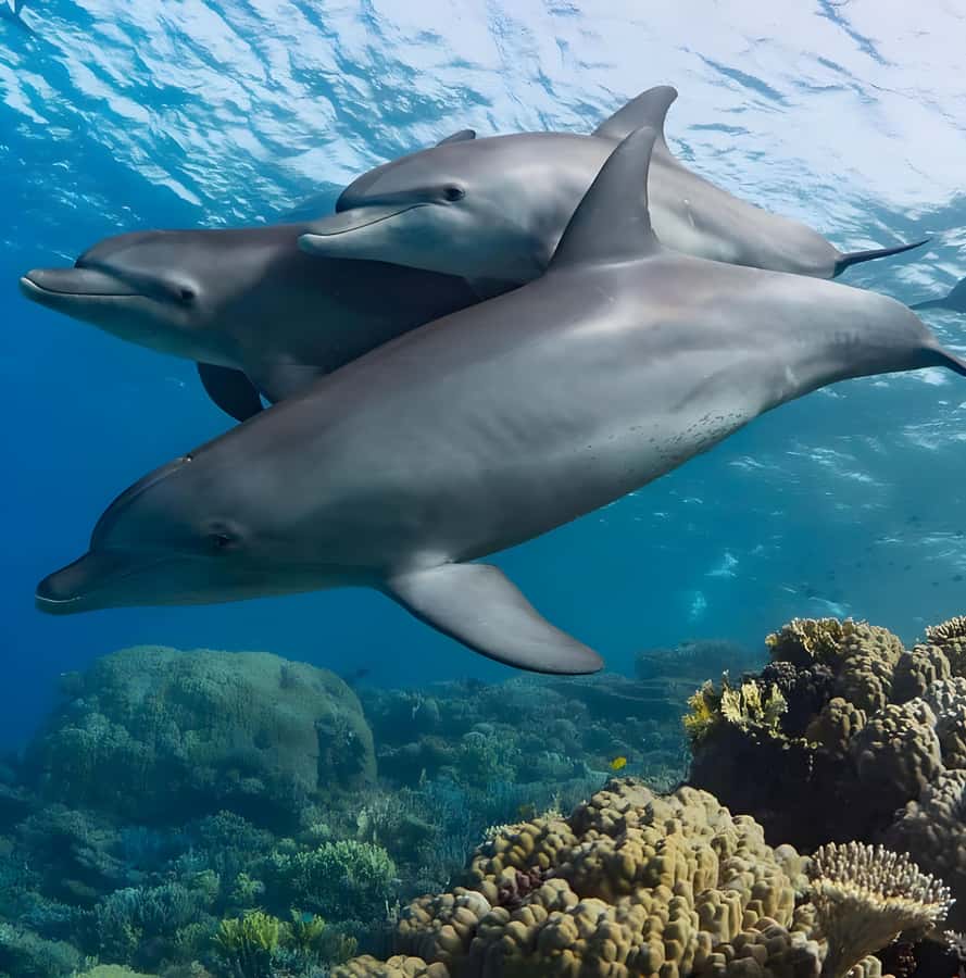 Mnemba Island: Dolphin Swim & Snorkeling with Optional Lunch - Adding lunch after the boat trip