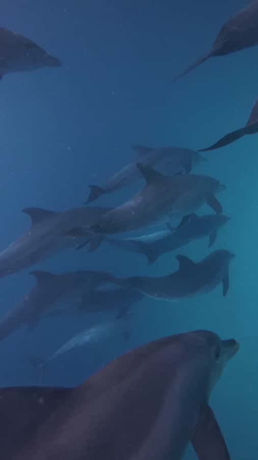 Mnemba Island: Dolphin Swim & Snorkeling with Optional Lunch - Is $21 good value?