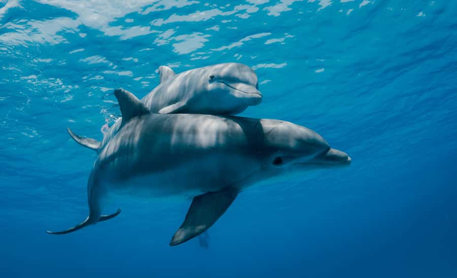 Mnemba Island: Dolphin Swim & Snorkeling with Optional Lunch - Finding dolphins near Mnemba Island