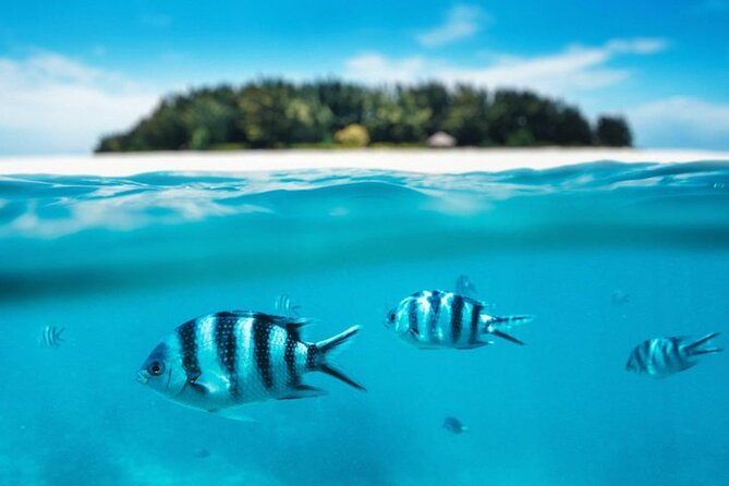 Mnemba Island Half Day Live Aquarium With Transfer - Zanzibar - Coral, fish, turtles, and the snorkeling stop