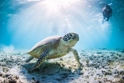 Mnemba Island Half Day Live Aquarium With Transfer – Zanzibar