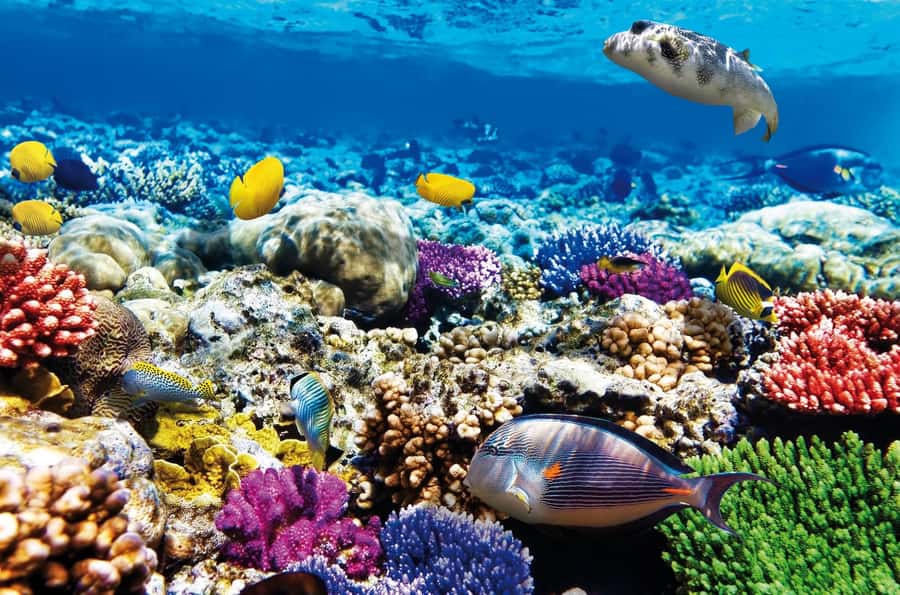 Mnemba Island, Jozani Forest, Starfish Adventure, The Rock - Mnemba Atoll, dolphins, and time in the water