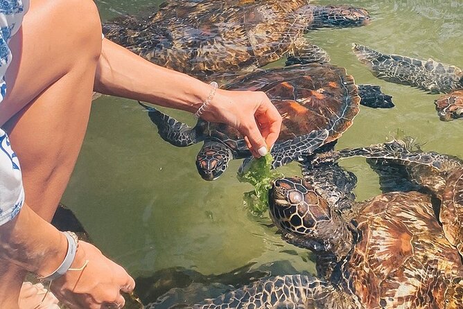 Mnemba Island, Nungwi Village & Sea Turtle Experience - Key points at a glance