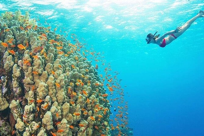 Mnemba Island, Nungwi Village & Sea Turtle Experience - What the $150 price buys you
