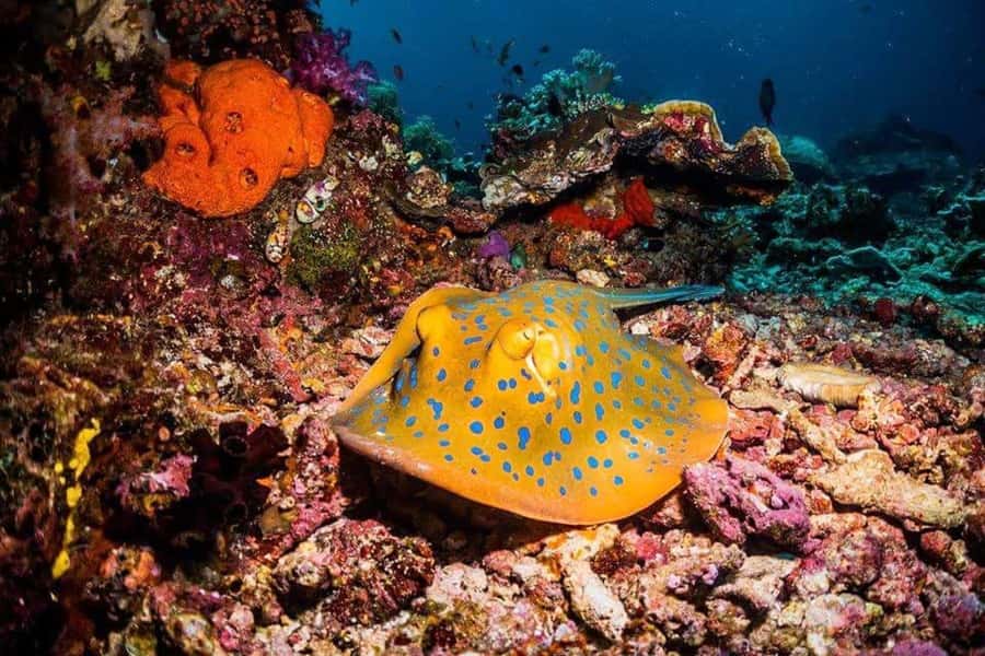 Mnemba Island, Prison Island, Secret Garden, Jozani Forest - Mnemba Atoll: dolphins, snorkeling, and a sandbank