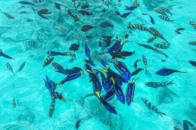 Mnemba Island Snorkeling and Dolphin tour - What the $80 price really covers
