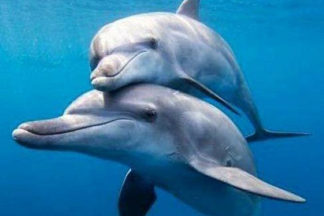 Mnemba Island Snorkeling and Dolphin tour - Who will enjoy this tour most