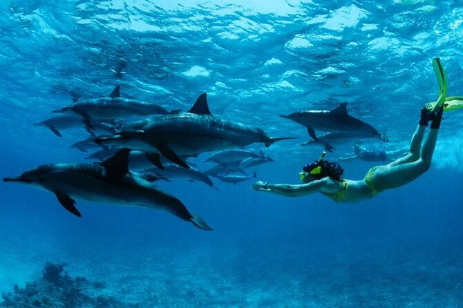 Mnemba Island snorkeling and Swimming with Dolphin - A Morning on the Water From Northern Zanzibar