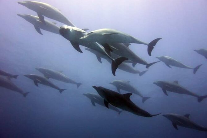 Mnemba Island snorkeling and Swimming with Dolphin - Finding Dolphins in the Open Sea
