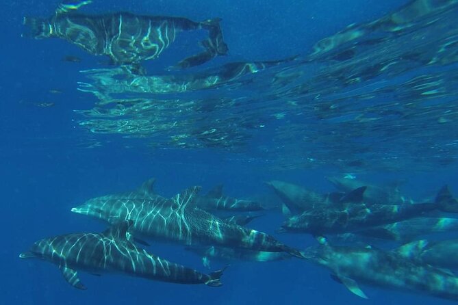 Mnemba Island snorkeling and Swimming with Dolphin - Is $55 Good Value?