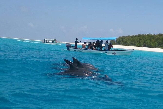 Mnemba Island snorkeling and Swimming with Dolphin - Dolphin Ethics and the Crowding Problem