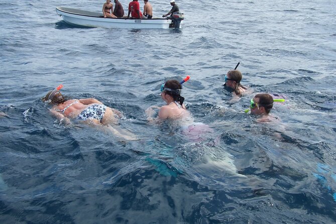 Mnemba Island Snorkeling and Swimming with Dolphins - Key points before you book