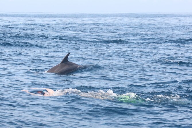 Mnemba Island Snorkeling and Swimming with Dolphins - What the Mnemba Island trip is really about